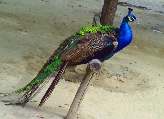 �̿�ȸ��ʲô��ȸ���� �̿�ȸ�Ǽ�����������