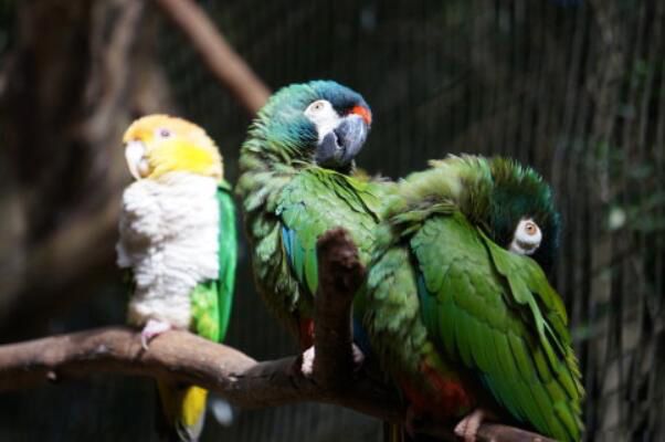 ������������ʲôƷ�� �����������Ǽ�����������