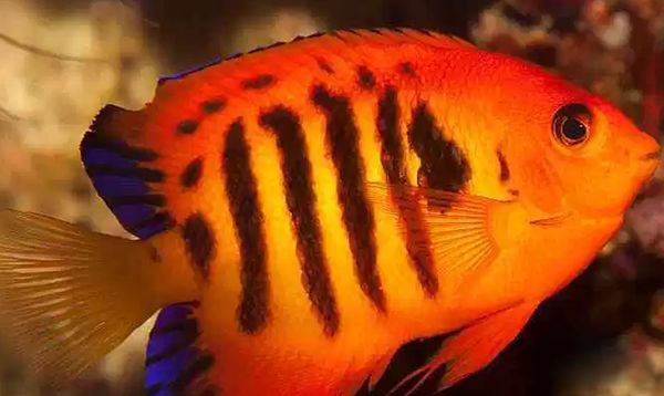 ������������ͼƬ��ȫ��ʲô�� �������ĺ�������ǰʮ