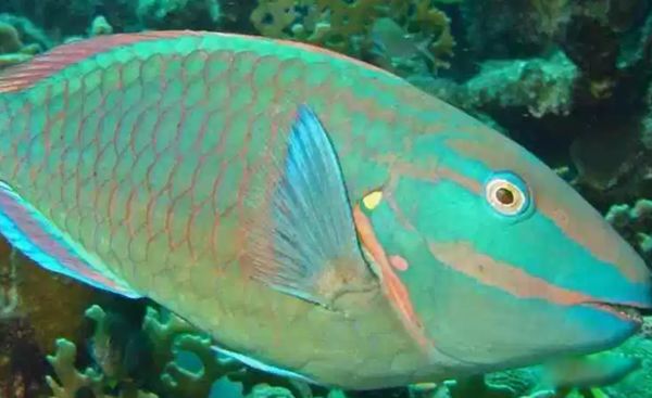 ������������ͼƬ��ȫ��ʲô�� �������ĺ�������ǰʮ