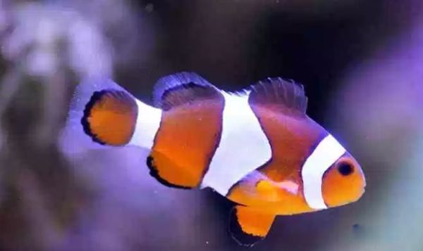 ������������ͼƬ��ȫ��ʲô�� �������ĺ�������ǰʮ