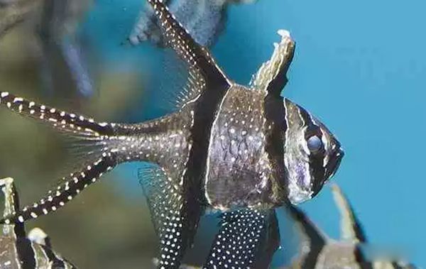 ������������ͼƬ��ȫ��ʲô�� �������ĺ�������ǰʮ