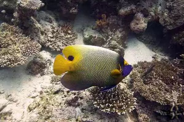 ������������ͼƬ��ȫ��ʲô�� �������ĺ�������ǰʮ