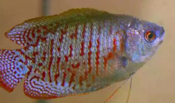 ������������ͼƬ��ȫ��ʲô�� �������ĺ�������ǰʮ