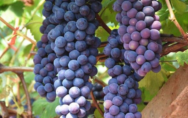 ɱ����ϸ����ݵ�ˮ������Щ ��Щ����ˮ��Ҫ����