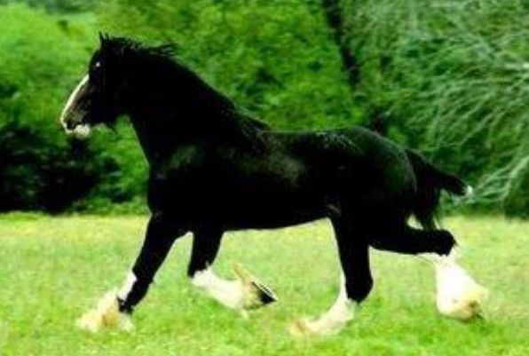 �����������а�ǰ����(�ֱ���˭������) ��¬����������˭