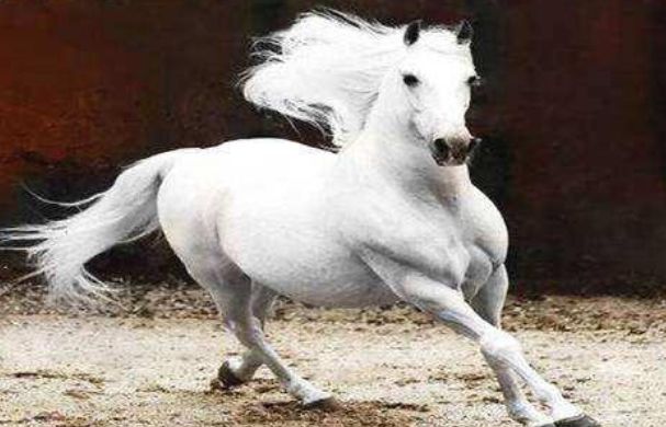 �����������а�ǰ����(�ֱ���˭������) ��¬����������˭