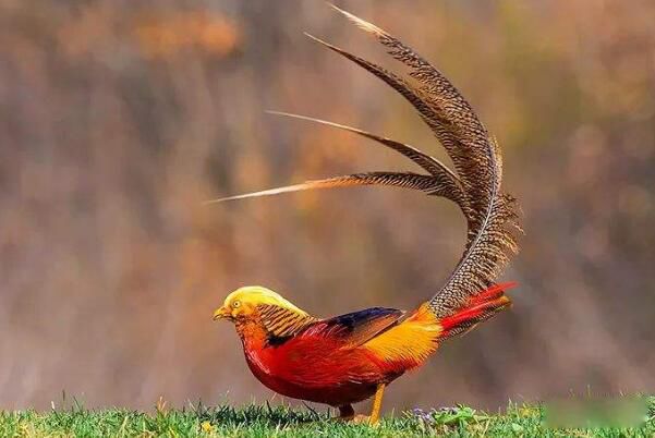 �츹��������˽����ֳ�� �츹�����Ǽ�����������ͼƬ