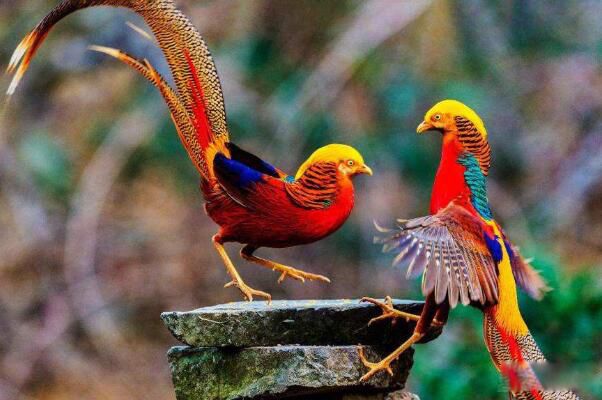 �츹��������˽����ֳ�� �츹�����Ǽ�����������ͼƬ