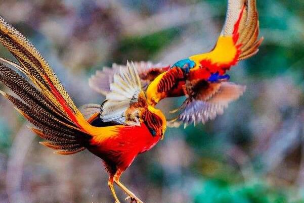 �츹��������˽����ֳ�� �츹�����Ǽ�����������ͼƬ