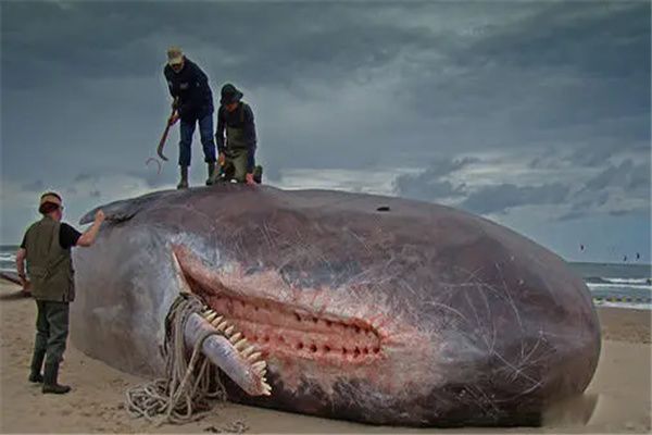 ������Ĩ�㾨�� Ĩ�㾨vs������˭����