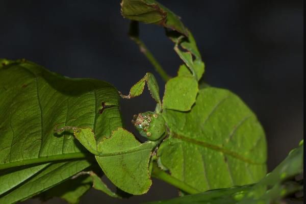 Ҷ�ӳ��ѧ����ʲô Ҷ�ӳ��ж�����