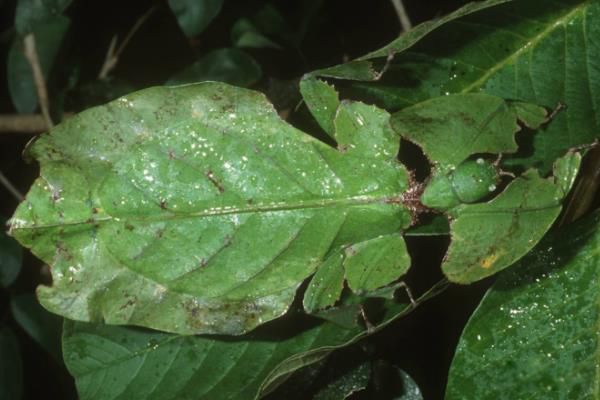 Ҷ�ӳ��ѧ����ʲô Ҷ�ӳ��ж�����