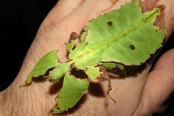 Ҷ�ӳ��ѧ����ʲô Ҷ�ӳ��ж�����