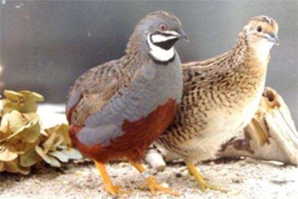 «����Ϊʲô�������� «������ʲôƷ������