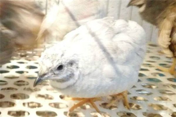 «����Ϊʲô�������� «������ʲôƷ������