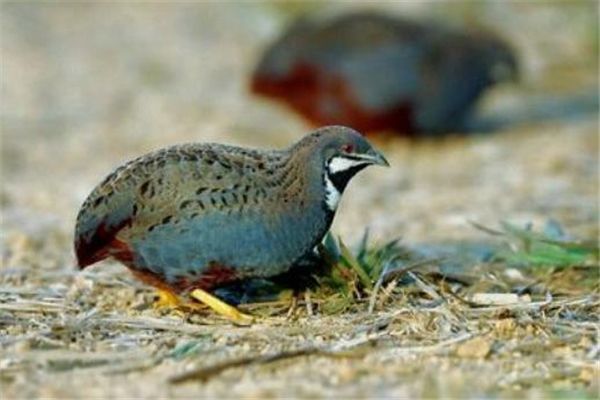 «����Ϊʲô�������� «������ʲôƷ������