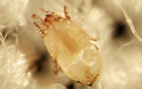 ����ҧ�ĸ���ͼƬ ����ҧ����ʲô����ͼ