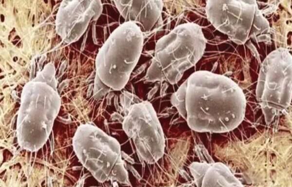 ����ҧ�ĸ���ͼƬ ����ҧ����ʲô����ͼ