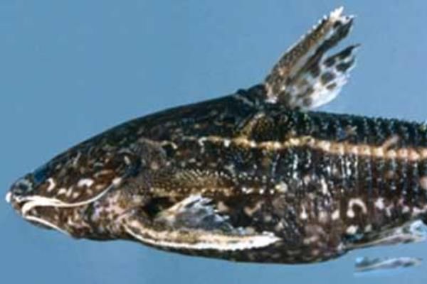 刺鲶为什么排第一 刺鲶vs食人鱼谁更强大