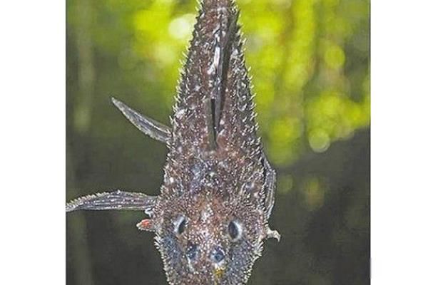 刺鲶为什么排第一 刺鲶vs食人鱼谁更强大