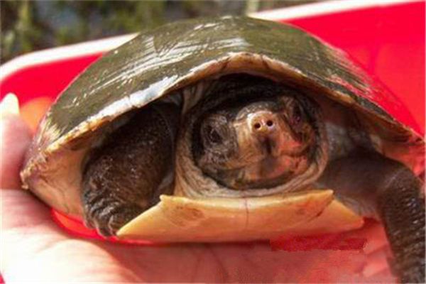 马来西亚巨龟能长多大 平均体重约为100斤