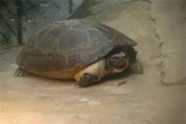 马来西亚巨龟能长多大 平均体重约为100斤