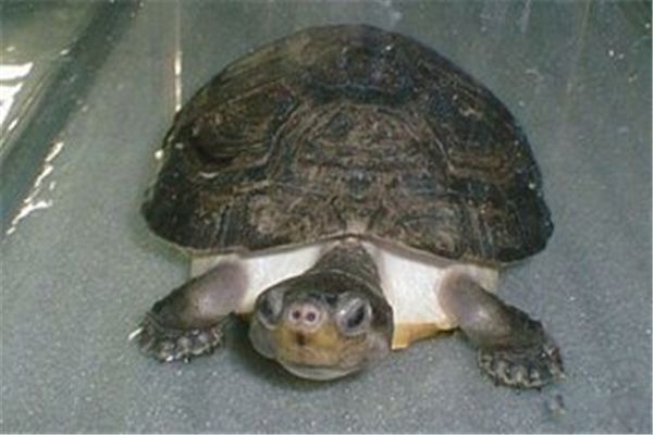 马来西亚巨龟能长多大 平均体重约为100斤