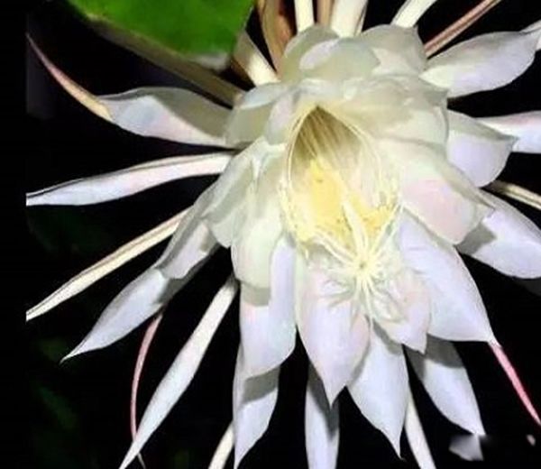 ����Ϊ��������߹����ʲô��? ��߹����صĻ�����Щ����