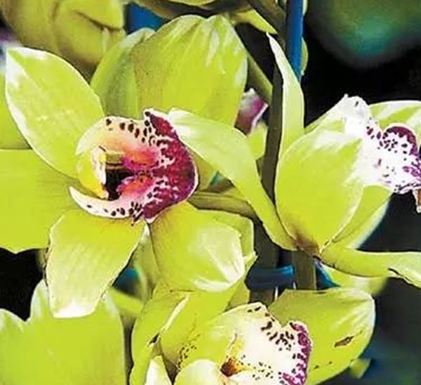 ����Ϊ��������߹����ʲô��? ��߹����صĻ�����Щ����