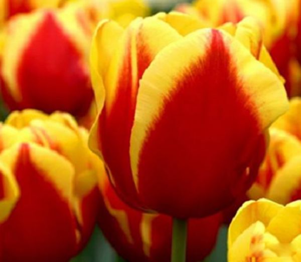 ����Ϊ��������߹����ʲô��? ��߹����صĻ�����Щ����