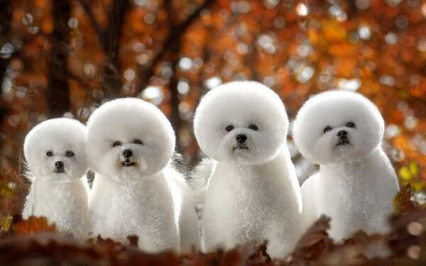 ��ɰ��Ķ�������ǰʮ ��һ����Ȯ��ʲô����ͼƬ