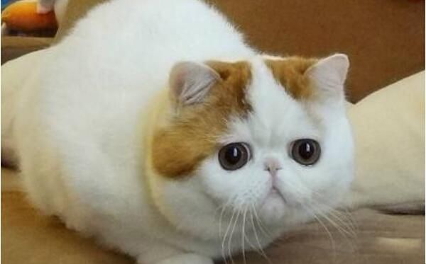 ��ɰ��Ķ�������ǰʮ ��һ����Ȯ��ʲô����ͼƬ