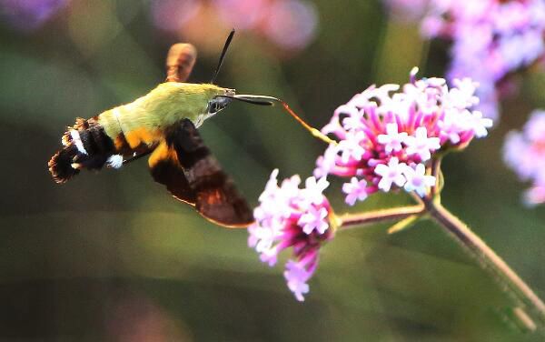 ��ɰ��Ķ�������ǰʮ ��һ����Ȯ��ʲô����ͼƬ