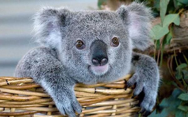 ��ɰ��Ķ�������ǰʮ ��һ����Ȯ��ʲô����ͼƬ