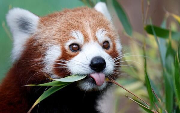 ��ɰ��Ķ�������ǰʮ ��һ����Ȯ��ʲô����ͼƬ