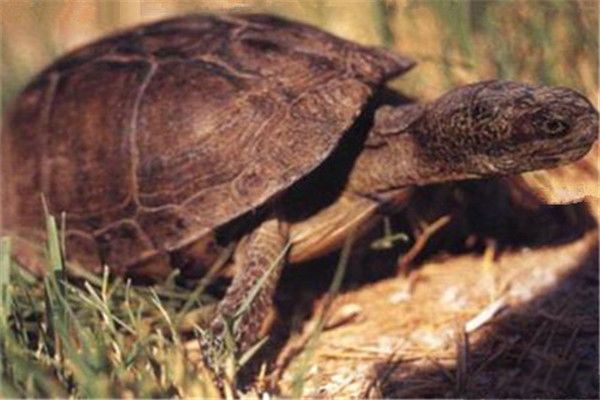 沼泽箱龟分布在哪些地区 沼泽箱龟是几级保护动物
