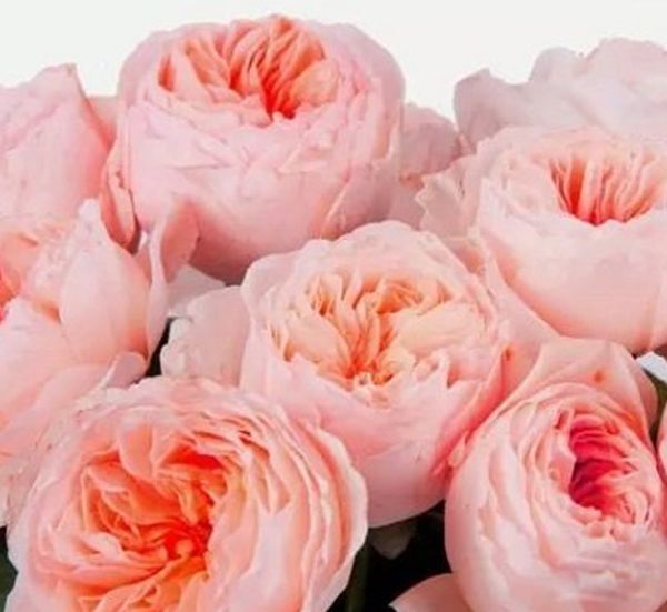 ����Ϊ��������߹����ʲô��? ��߹����صĻ�����Щ����