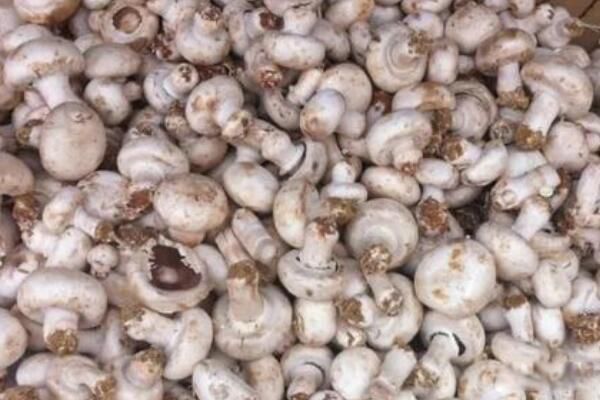 ţʺ���ǳ���ţʺ�ϵ��� ţʺ���Ĺ�Ч�������ܳ���