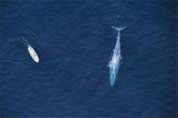 �������������������ĸ��� �������������ж೤�����Ķ�����