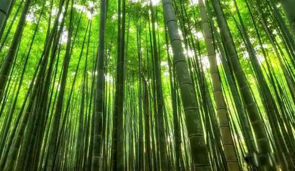 �����ϳ�������ֲ������Щ ��������ֲ������ǰʮ