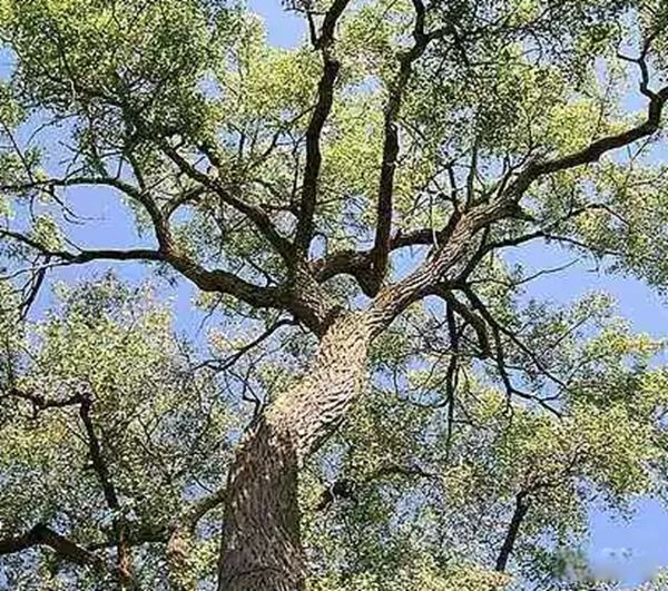 �����ϳ�������ֲ������Щ ��������ֲ������ǰʮ