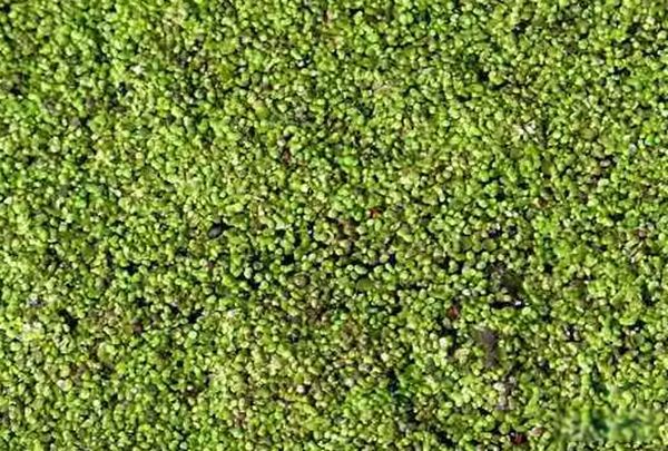 �����ϳ�������ֲ������Щ ��������ֲ������ǰʮ