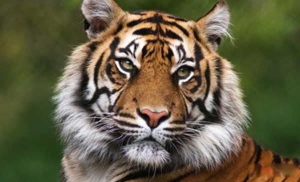 �������������Ķ���1~10������ ��������ҧ�����ж�ǿ