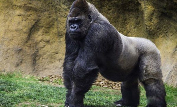 �������������Ķ���1~10������ ��������ҧ�����ж�ǿ