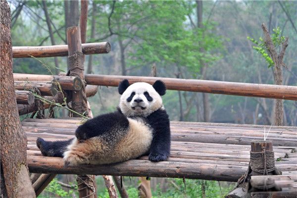 ��ȵ���������è�� ������Ŵ���è�������Ĵ�ʧ����