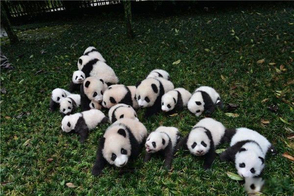 ��ȵ���������è�� ������Ŵ���è�������Ĵ�ʧ����