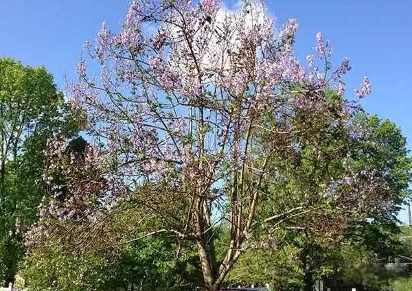 �����ϳ�������ֲ������Щ ��������ֲ������ǰʮ