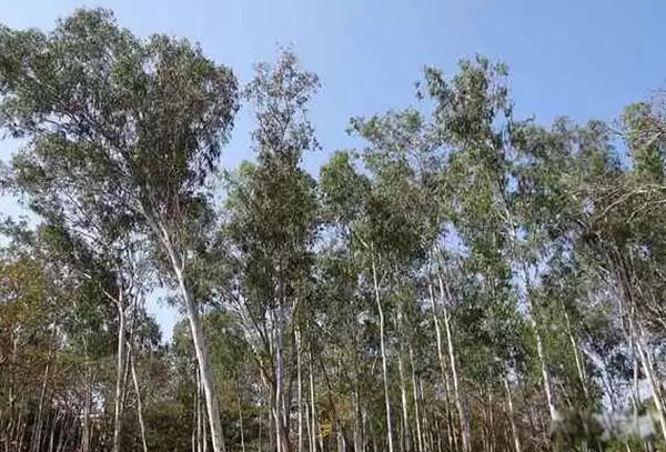 �����ϳ�������ֲ������Щ ��������ֲ������ǰʮ