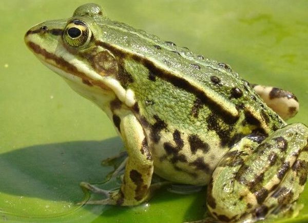 ����˯�������ۻ��Ǳ��� �������ܵ�һЩ����֪ʶ